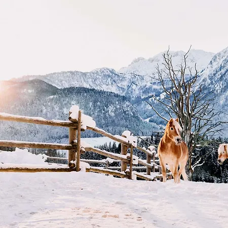 Tauroa Winterstellgut Annaberg im Lammertal